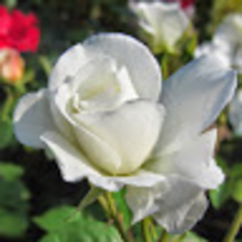 Meet your Posher, Hazel